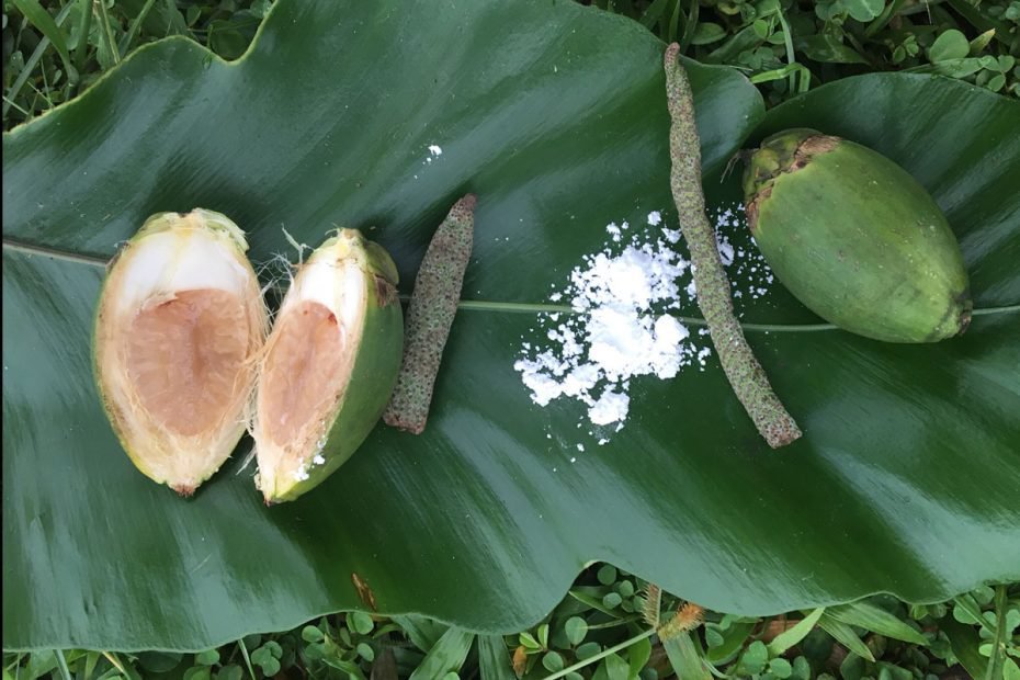 areca nut chewing