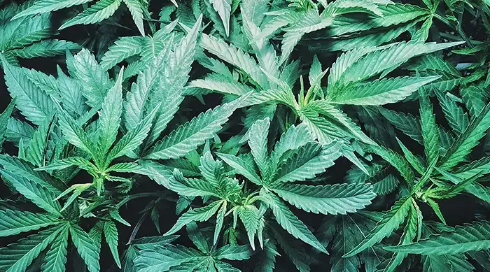 cannabis leaves