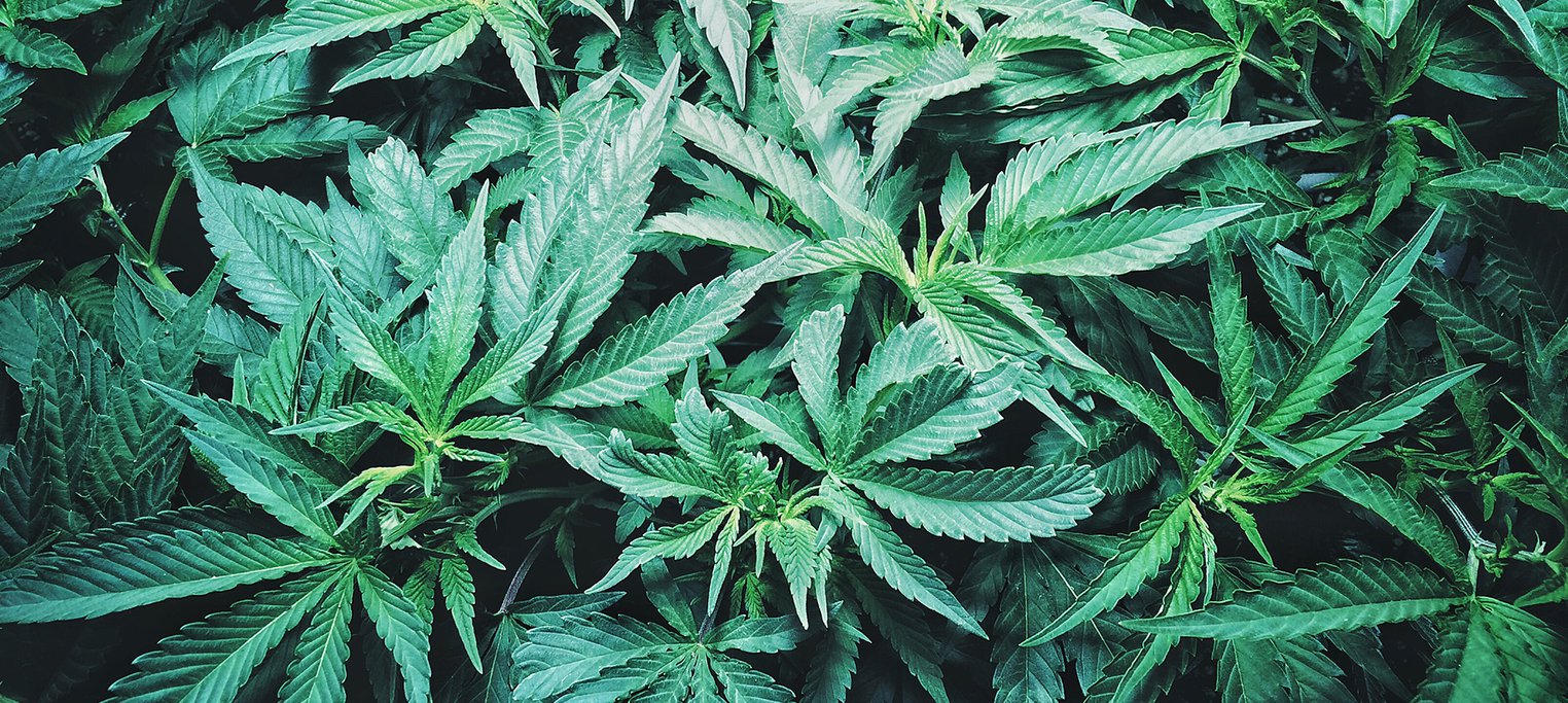 Cannabis legalise canada