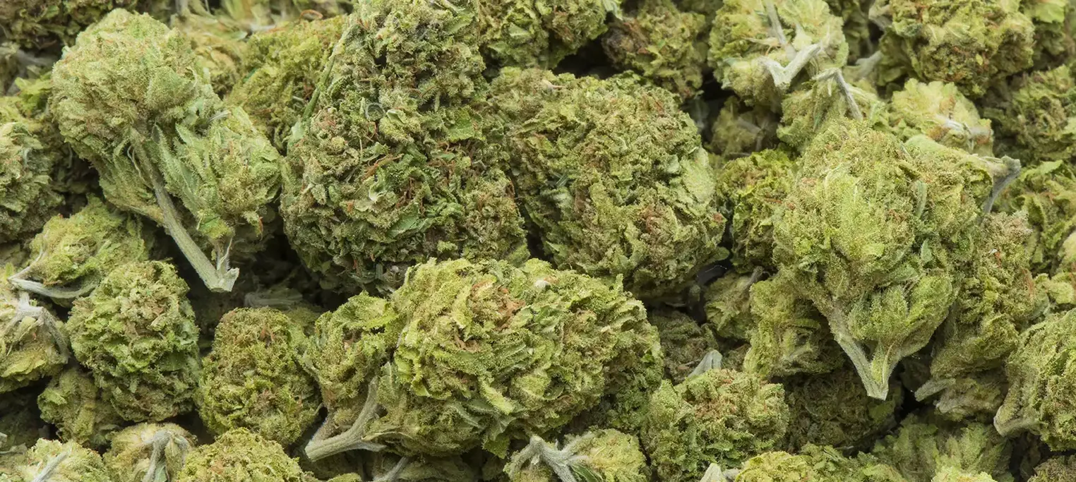 cannabis buds