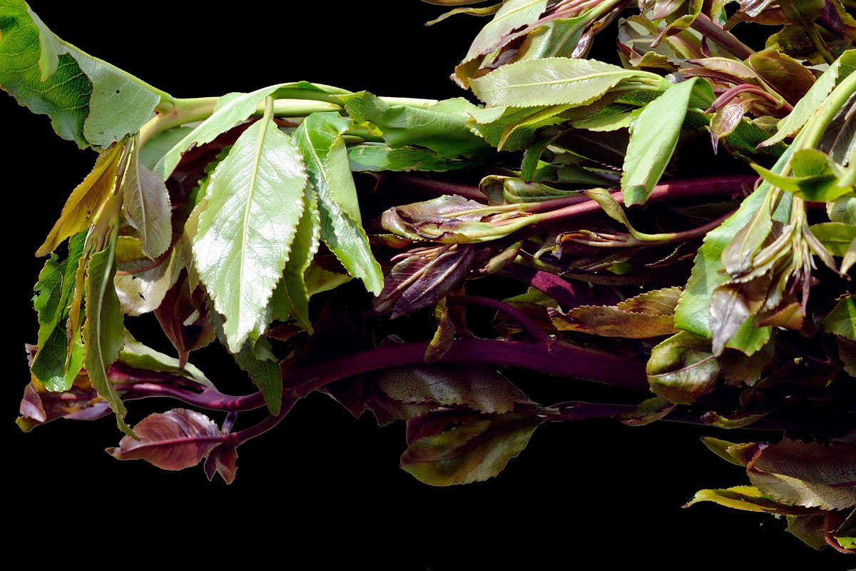 Khat leaf