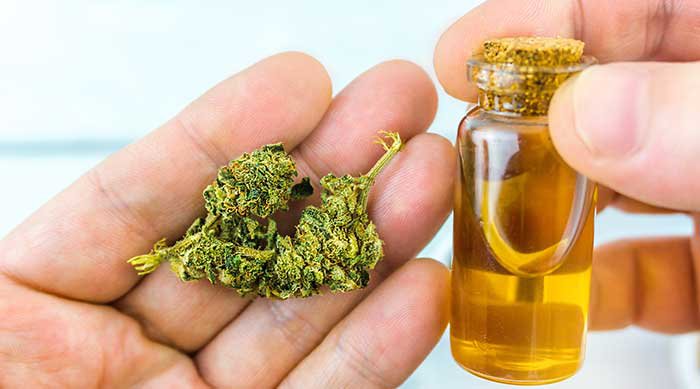 cannabis bud and oil