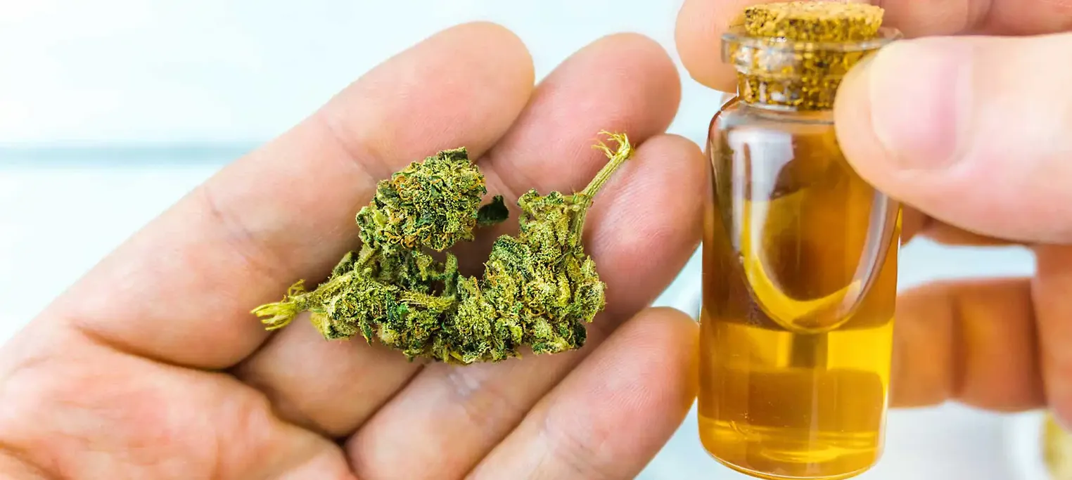 Hands holding cannabis bud and oil