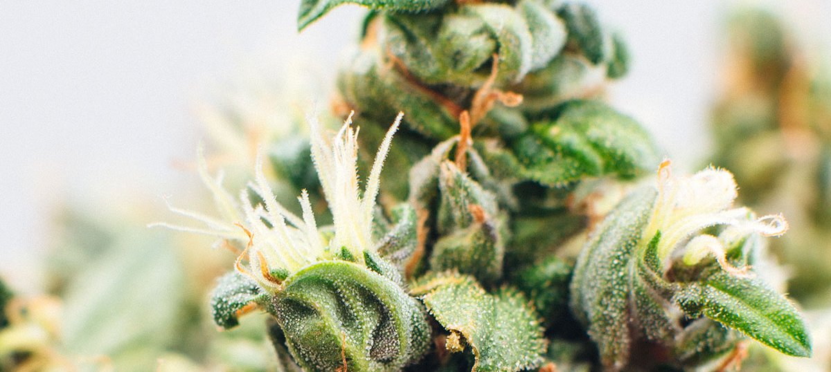 Cannabis buds close up