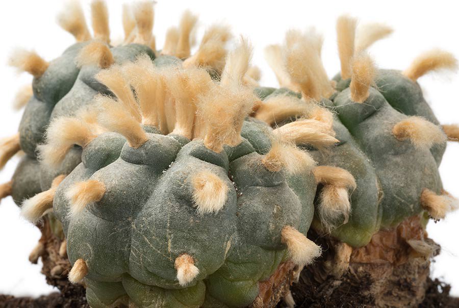 Peyote cactus - mescaline