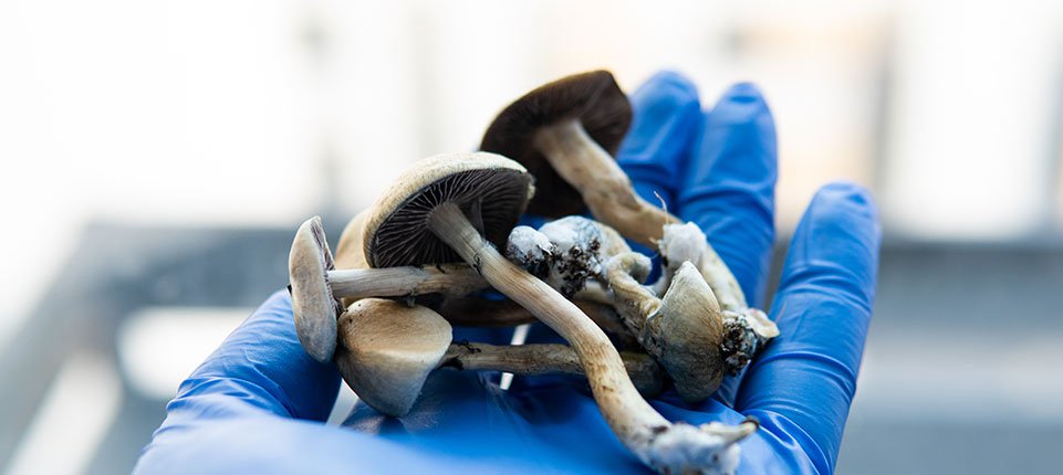 Psilocybin mushrooms in gloved hand