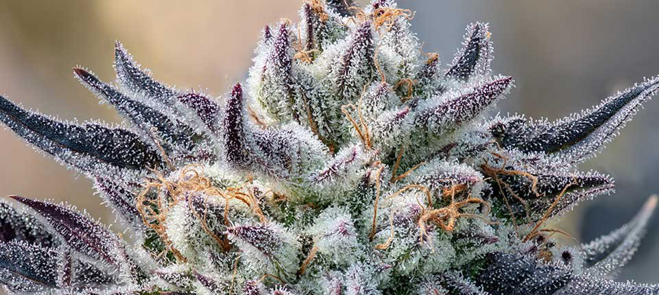 purple cannabis bud