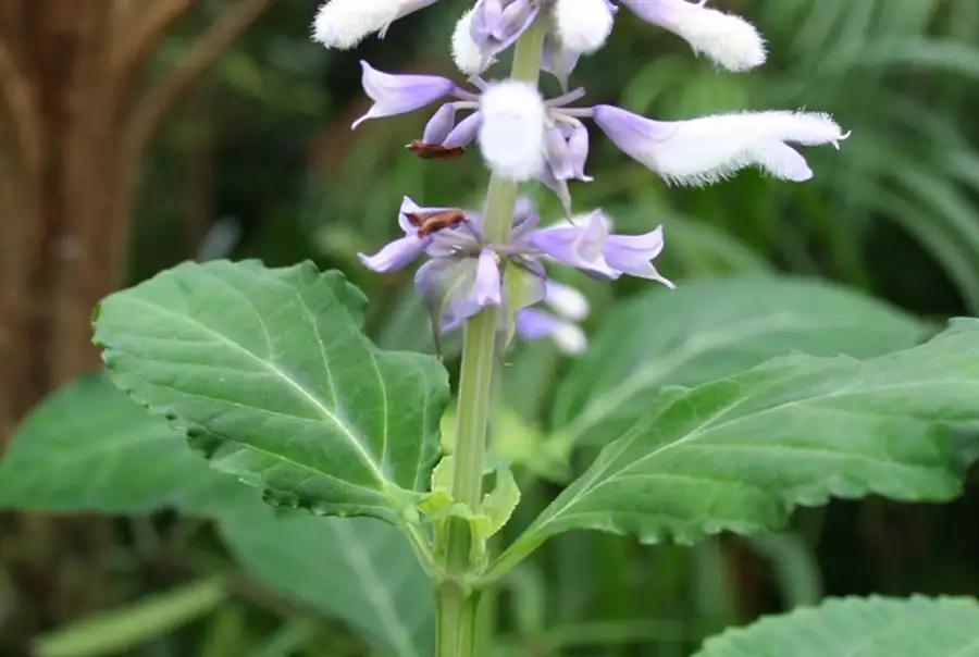 Salvia Divinorum plant